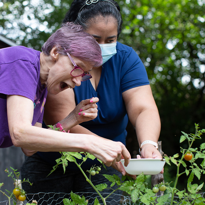 two women from L'Arche Ottawa gardening picking tomatoes